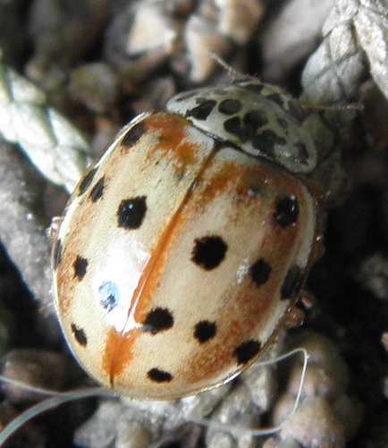 Coccinellidae: Harmonia quadripunctata